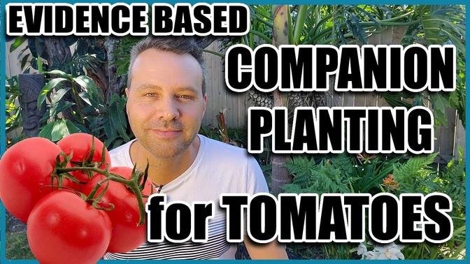 Companion Planting // 14 Companion Plants for Tomatoes (Evidence Based)