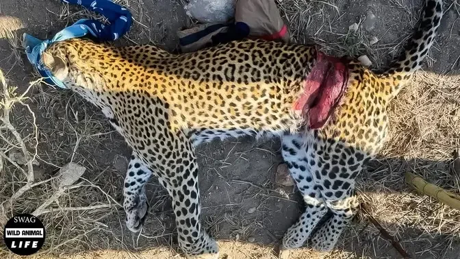 Tragically ! Injured Leopard Can't Hunt Call For Help And This Is Why? |  Wild Animal
