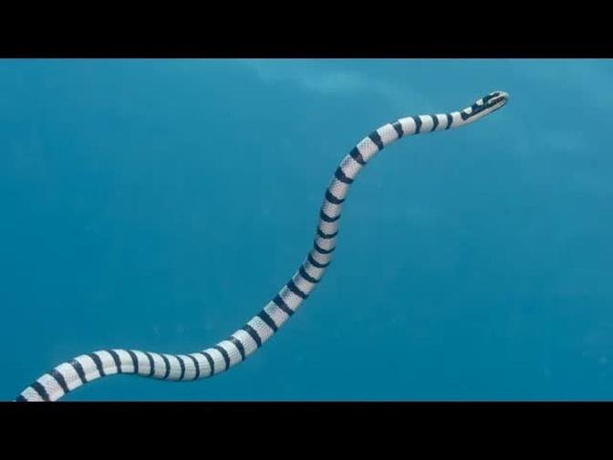 Facts: The Sea Snake