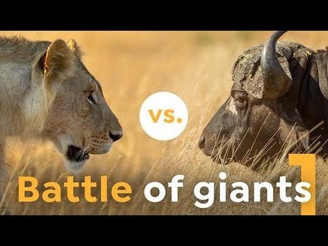 Why these Lions Shouldn't Have Challenged the Buffaloes