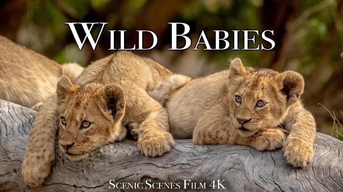 Beautiful nature - Wild Babies 4K - Amazing World Of Young Animals | Scenic Relaxation Film