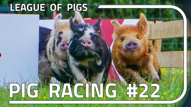 League of Pigs - Season 6 - Round 2!