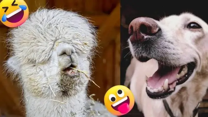 Funny animals - Funny cats / dogs - Funny animal videos Funny animals - Funny cats / dogs - Funny animal videos