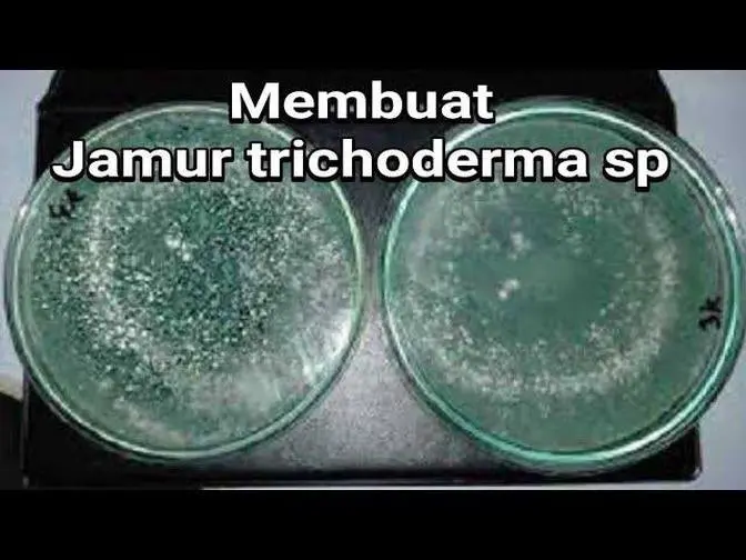 cara membuat jamur trichoderma sendiri 100% jadi dalam 5 hari