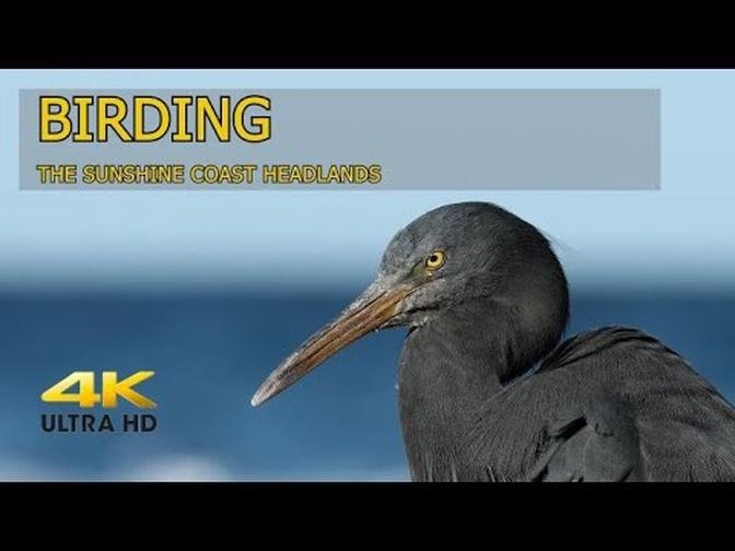 BIRDING ON THE SUNSHINE COAST HEADLANDS. A lazy day filming (4K) our residents on the headlands.