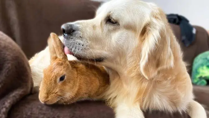 Golden Retriever Meets Pregnant Rabbit for the First Time!