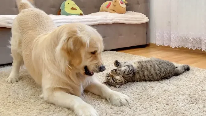 Golden Retriever Reacts To Cat! He Goes Hyper!