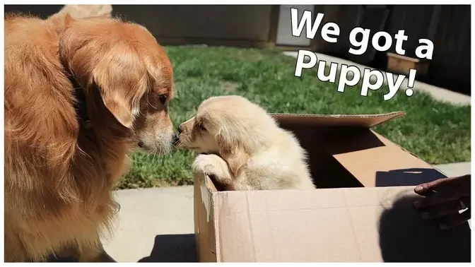 Golden Retriever meet his new puppy | Oshies World