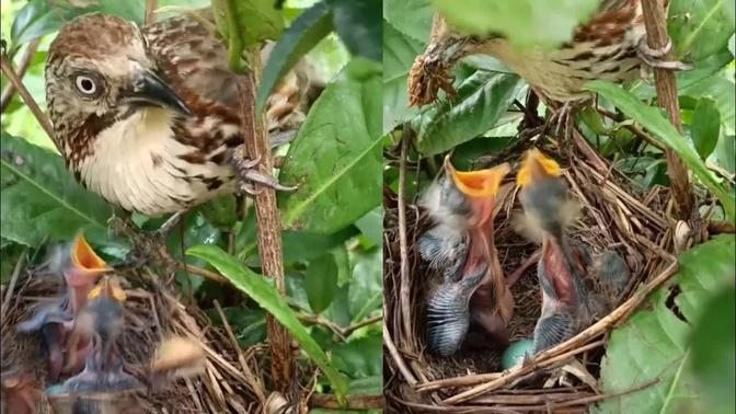 Spiny babbler birds - Mother takes care of 2  babies in a clean bird nest [ Review Bird Nest ]