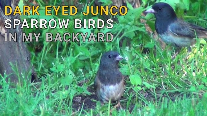 Dark-eyed Junco Sparrow Birds in My Backyard