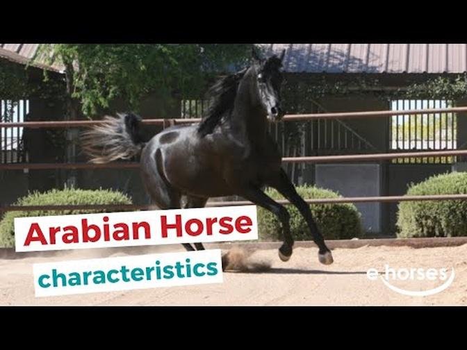 Arabian horse | characteristics, origin & disciplines