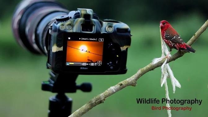 Wildlife Photography | Wildlife photography Vlog 8 | wildlife photography behind scene | #wildlife