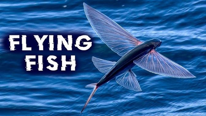 Flying fish : flying for survival