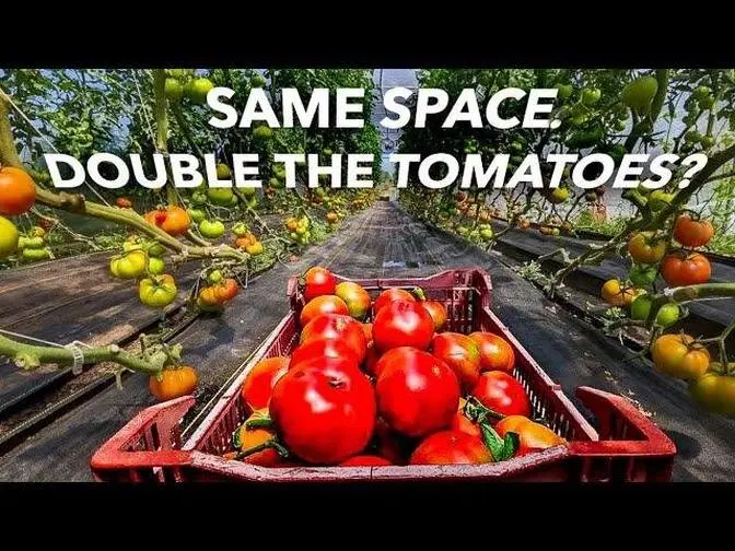 How the Pros Grow Tomatoes with Sage Hill Ranch Gardens