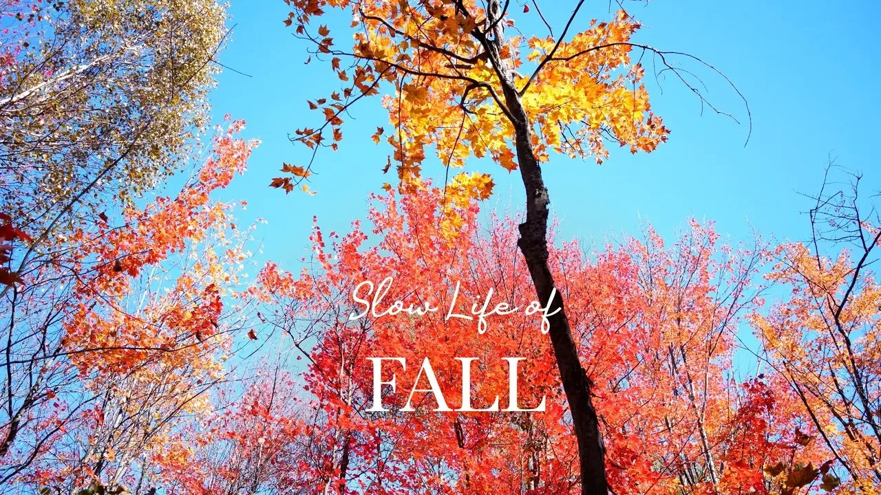 Slow Life of Fall