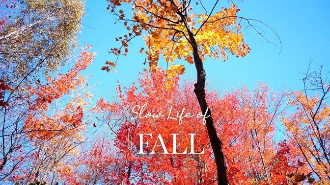 Slow Life of Fall