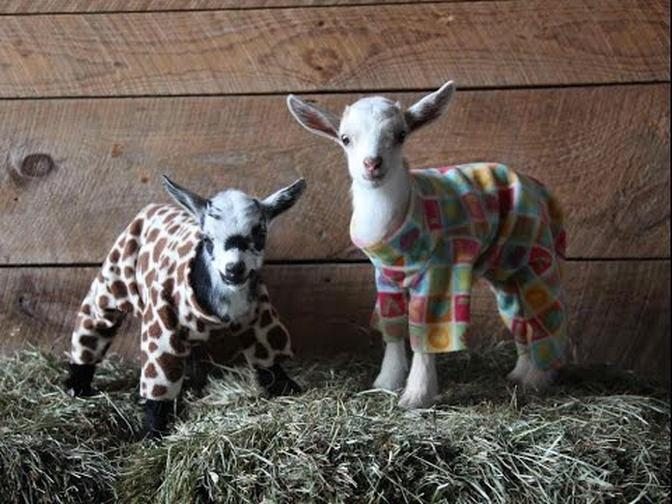 Goat Kid Pajama Party