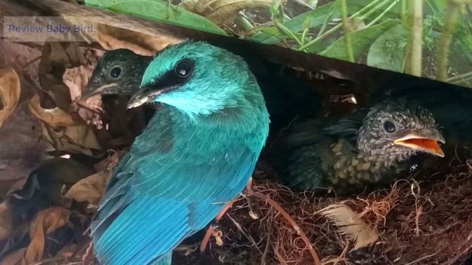 Verditer Flycatcher  Baby Birds feed on their young #birds #nest #babybird #bird #birdnest #ani