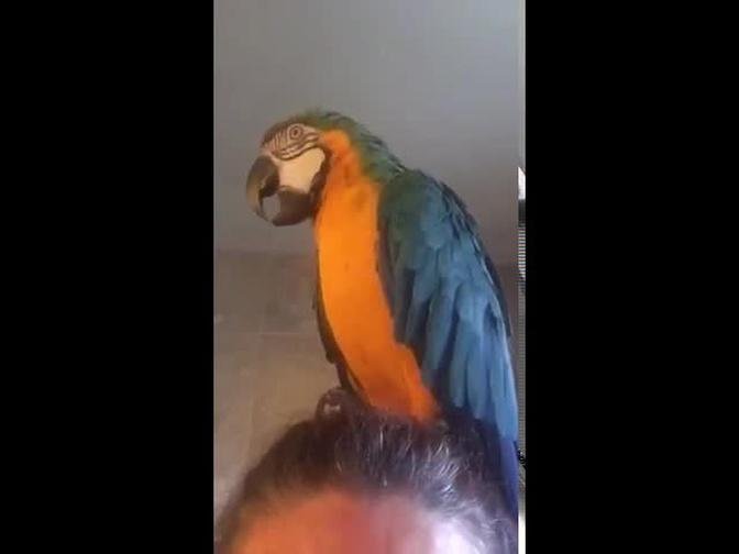 Macaw singing and dancing