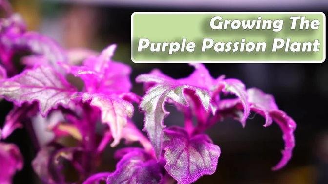 Purple Passion Plant Care || Gynura aurantiaca How to Grow Houseplants