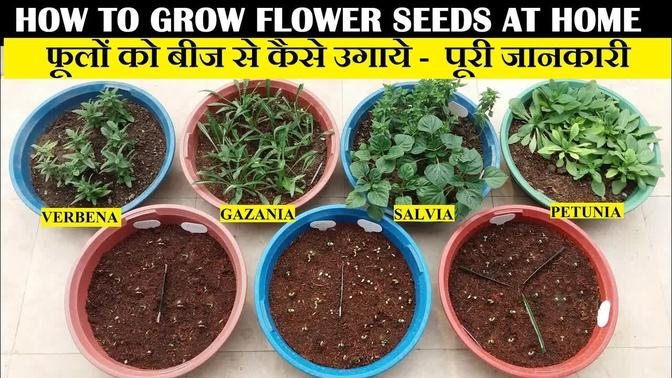 how-to-grow-flower-seeds-at-home-full-updates-videos-gardening