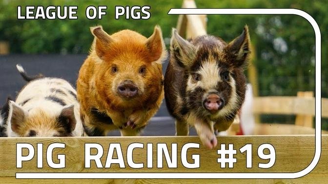 League of Pigs - Season 5 - Round 3!