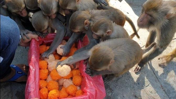 Cooked rice in Orange juice & Mango juice and feeding monkey | Feeding rice ball to the monkey & dog