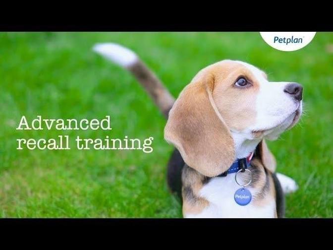 Advanced Puppy Recall Training - Teach Puppy To Come When Called ...