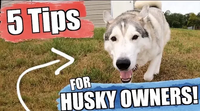 5 Tips YOU SHOULD KNOW When Getting A Siberian Husky!!!.