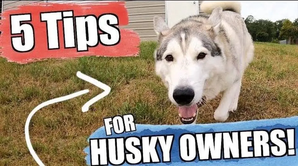 5 Tips YOU SHOULD KNOW When Getting A Siberian Husky!!!.