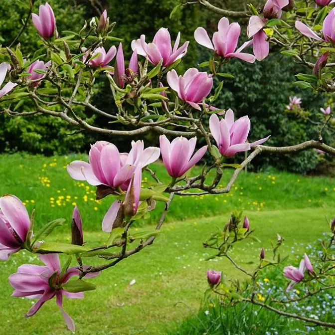 Beautiful Flowers