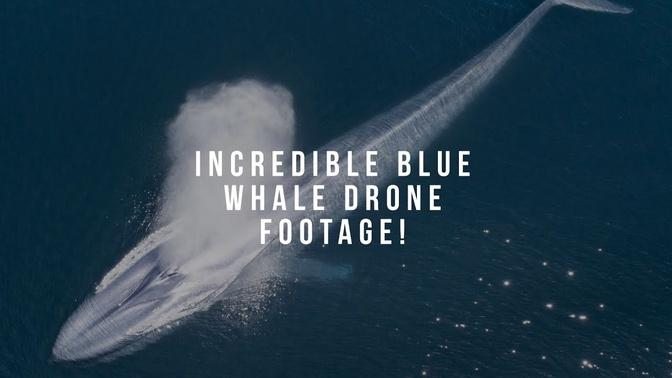 TWO AND A HALF MINUTES OF BLUE WHALE AWESOMENESS! | INTIMATE DRONE CLIPS