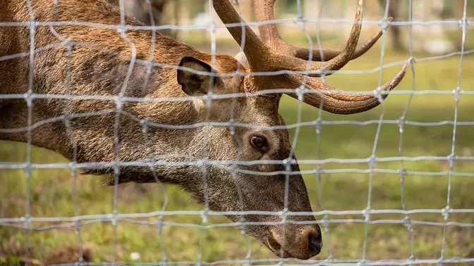 Hunter Rescues a Button Buck Stuck in Fence