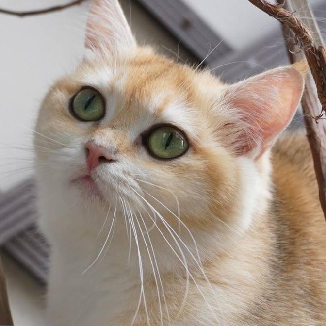 Lovely Kitten