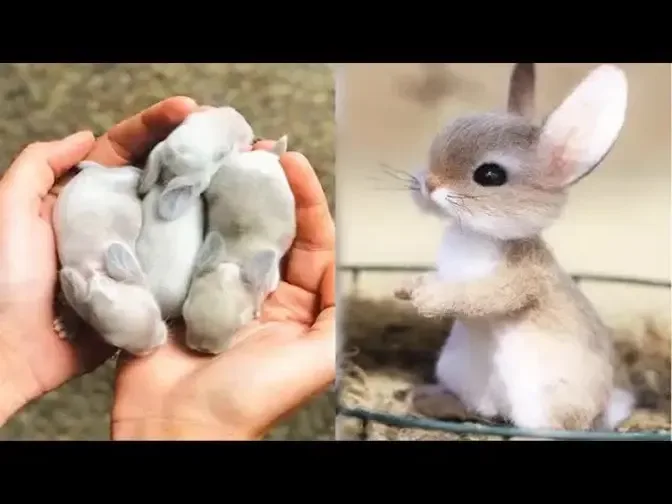 AWW SO CUTE!!! Cutest baby animals Videos Compilation Cute moment of the  Animals #1