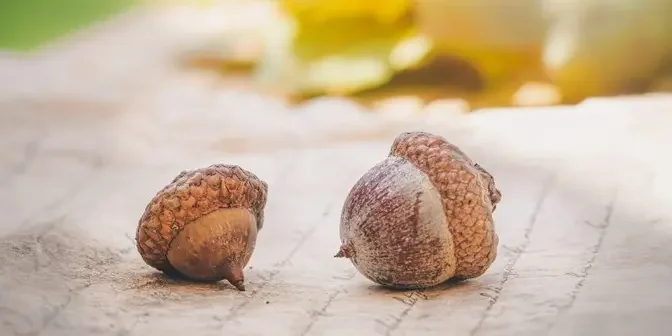 Reviving Ancient Delicious Acorn Dishes