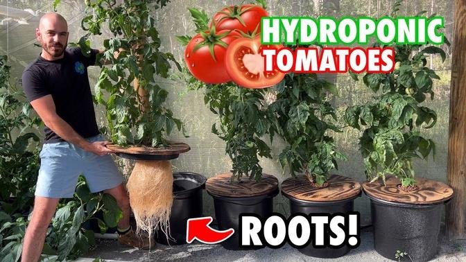 How to Grow Kratky Hydroponic Tomatoes | Hoocho | Videos | Handy Work ...