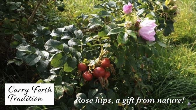 Rose hips, a gift from nature!