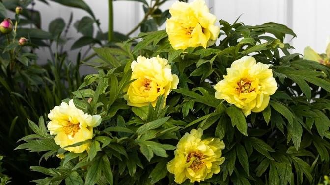 Which Type of Peony to Plant in Your Flower Garden