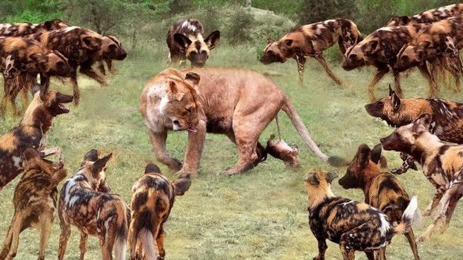 True Battle Of Wild Dogs And Lions | Cheetah vs Impala, Lion, Discovery ...