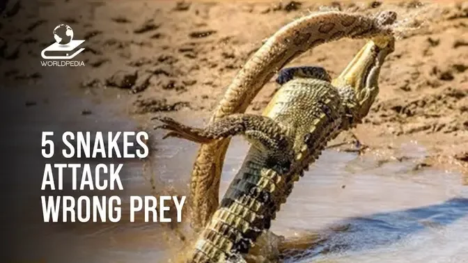 5 Times Snakes Attack the Wrong Prey