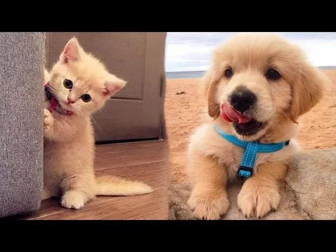 AWW CUTE BABY ANIMALS Videos Compilation cutest moment of the animals - Soo Cute! #3