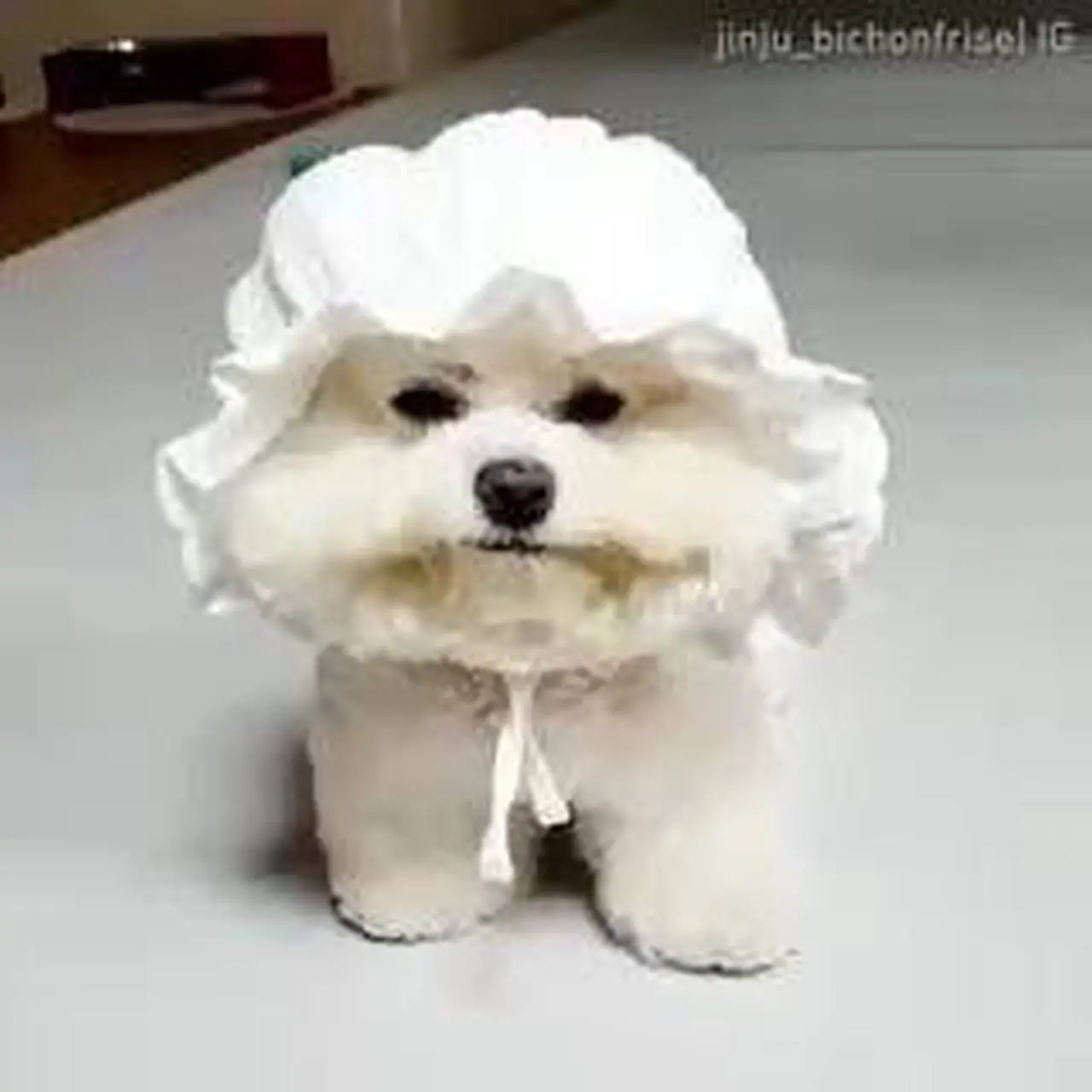 Adorable marshmallow 🥰❤️💖Who wants to gove a kiss 😘 to him?🙂