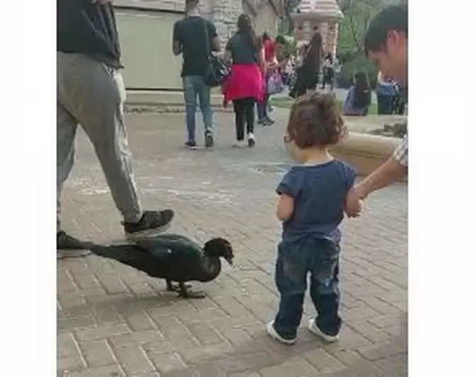 Un pato en vivo y en directo