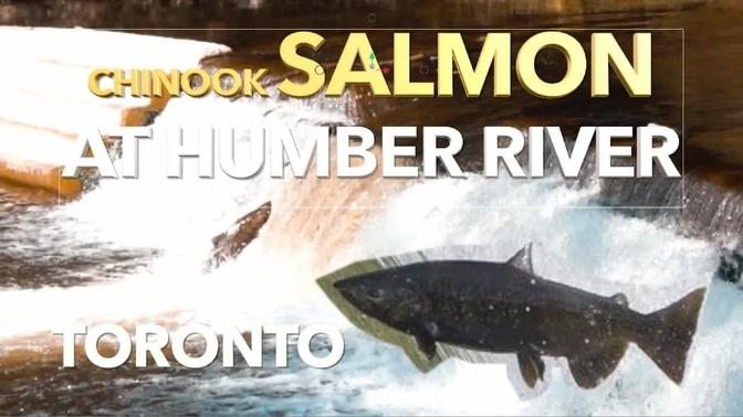 Chinook Salmon at Humber River