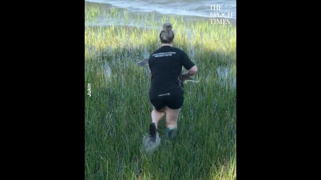 Woman Rescues Bonnethead Shark Stuck Among Tall Grass