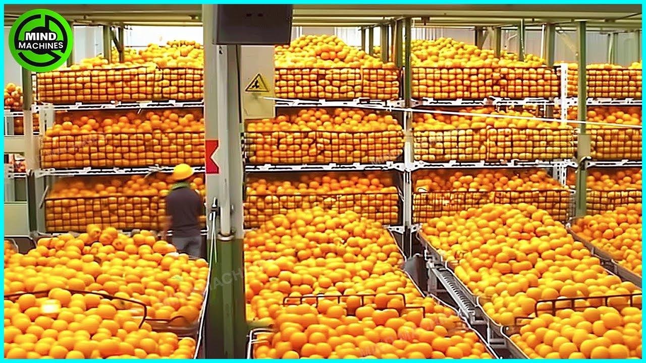 The Most Modern Agriculture Machines That Are At Another Level , How To Harvest Oranges In Farm ▶3