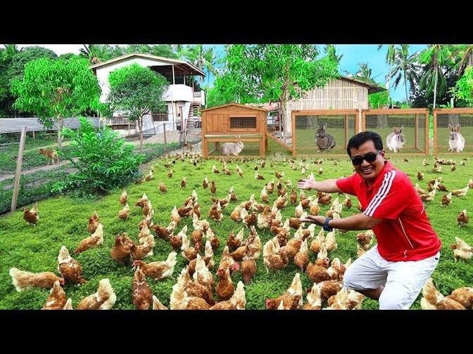 You won't believe this! I Live with HUNDREDS OF CHICKENS,60 Bunnies,9 puppies & 10+ turkey (Feeding)