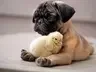 Animal Friendship