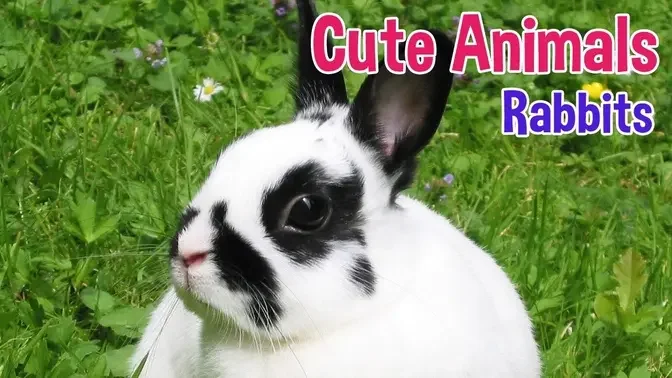 RABBITS - Animals For Kids - Rabbit photos with classical music for children by Oxbridge Baby.